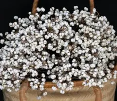 ナンキンハゼの実 　ネコポスいっぱい　　ナンキンハゼ なんきんはぜ