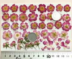 押し花、ミニバラ2