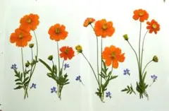 押し花　キバナコスモス他
