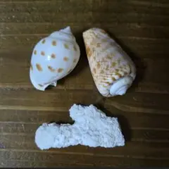 サンゴ　マガキガイ ウラシマガイ 貝殻