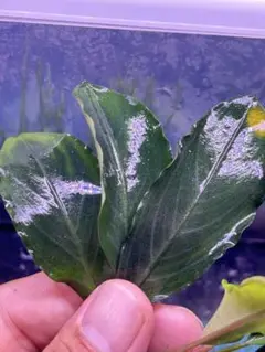 けい@様　確認用　Bucephalandra sp.Pearl gray けい@様 確認用 Bucephalandra sp.Pearl gray Bucephalandra