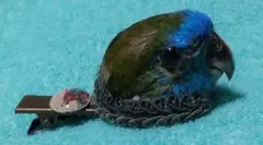 魔界ノ風鷹 キキョウインコ ヘアクリップ 個性的 デザフェス 一点物 小鳥