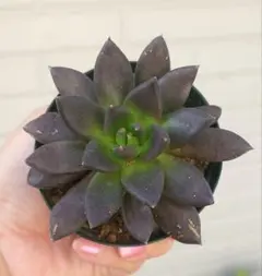 エケベリア ブラック キング 多肉植物 苗
