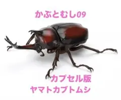 いきもの大図鑑　かぶとむし09 ヤマトカブトムシ　単品　（カプセル版）