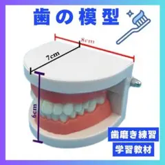 歯の模型 歯のモデル 知育 歯科衛生 歯磨き 歯茎 歯周病 虫歯 歯ブラシ