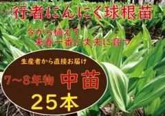 行者ニンニク 7~8年物球根中苗25株【生産者のお墨付き】【ベランダー栽培可】