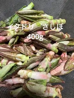 イタドリの新芽、さしぼ、２キロ以上 イタドリ新芽、さしぼ、野菜、山菜 - メルカリ