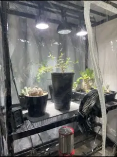 簡易温室　アガベ　塊根植物仕様　パネルヒーター