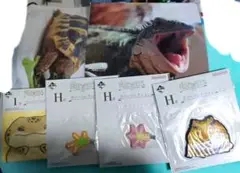 爬虫類 一番くじ まとめ売り G賞 H賞 I賞