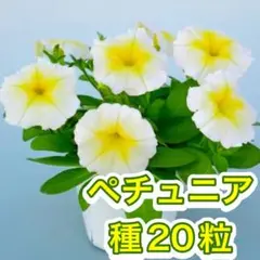ペチュニア エコチュニア イエロー 種 20粒