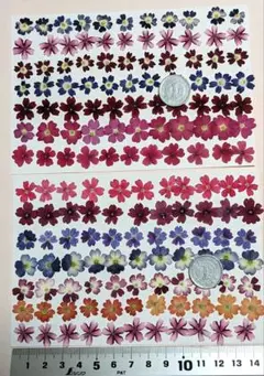 押し花、ミニサイズのバーベナ