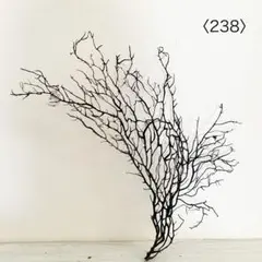 ウミウチワ〈238〉