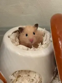 Item thumbnail for item cea626a3-6b56-4c66-9fb7-4897154418e7