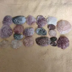 貝殻