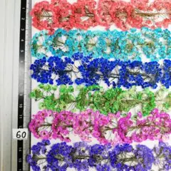 スーパーアリッサム 染め No60 押し花 押し花素材 @¥850