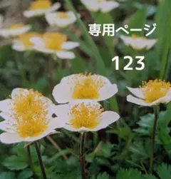 専用　123