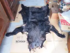 punky綾さま専用　　ツキノワグマ毛皮　敷物 punky綾さま専用 ツキノワグマ毛皮 敷物 - メルカリ