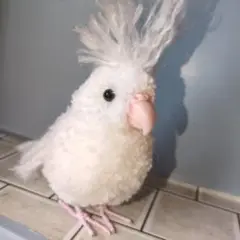小鳥ぽんぽん白いオカメインコ