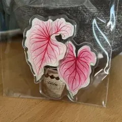 カラジウム　マグネット A