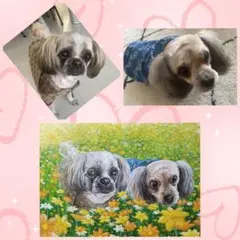 ペット似顔絵　オーダーメイド　犬　猫　ペット　お描きします♪