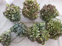 紫陽花ドライフラワーヘッド7本　秋色紫陽花　リース＊スワッグ花材　メルカリ便