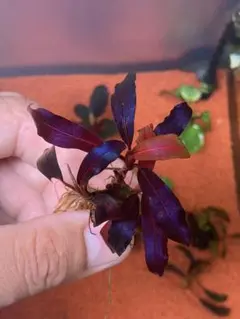 ブセファランドラ　ブラウニーゴーストカリマンタン　群生株　4株 ブセファランドラsp.ブラウニーゴーストの育て方・株分け・活着