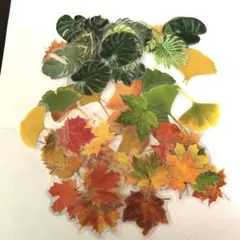 葉っぱ　シール　約100枚