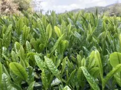嬉野茶 80g 1本
