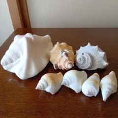 巻貝　貝殻　7個セット