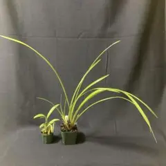 大特価　特大ヘツカラン　辺塚蘭　種付き 2025年最新】ヘツカランの人気アイテム - メルカリ