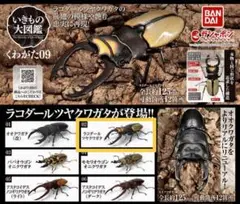 いきもの大図鑑　くわがた09 ラコダールツヤクワガタ　ガシャポン