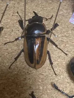 m32158082425_1.jpg?1742555851