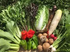 新鮮!旬の野菜セット(秋)70size 栽培期間中農薬・化学肥料不使用