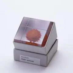 センニチコウ 宙キューブ