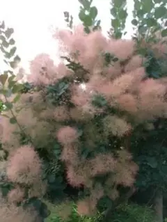 スモークツリー　種　5粒