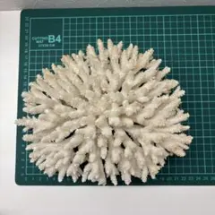 白いサンゴ