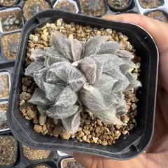 多肉植物 ハオルチア 九尾狐錦(mocaさま専用売約済み) 多肉植物 ハオルチア 九尾狐錦(mocaさま専用売約済み