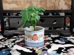 古伊万里 色絵 花に唐草の図 火入れ D532-3AS-fbfe