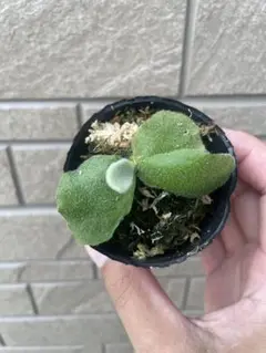 アンディナム　親株　バンダカ購入株　Platycerium andinum プラテケリウム アンディナム 斑入り Platycerium andinum