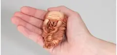 いきもの大図鑑クワガタ10 オオクワガタ(蛹)