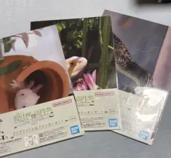 爬虫類＆両生類　一番くじ　クリアファイル
