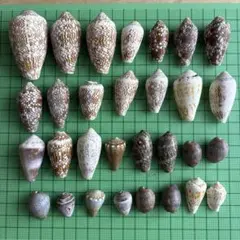 夏休みの工作に！いろいろ貝殻30個セット イモガイなど