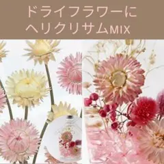 育て方付き❀カサカサ面白い*ヘリクリサムパステルmix*花の種