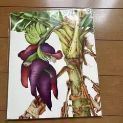 植物画 野村陽子