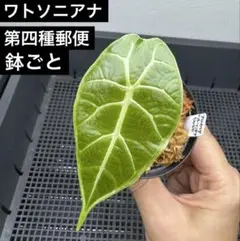 2025年最新】alocasia watsonianaの人気アイテム - メルカリ