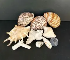 タカラガイなどいろいろな貝