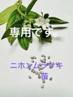 2025年最新】紫根 苗の人気アイテム - メルカリ
