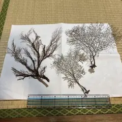 深海植物7-4