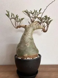 l*n様 開花中 キフォステンマ ベティフォルメ ソマリア ナローリーフ 発根済 開花中 キフォステンマ ベティフォルメ ソマリア ナローリーフ