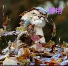 専用
